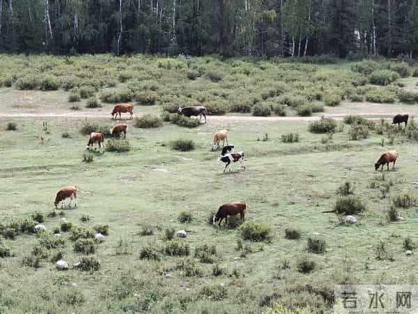 ＃精美散文＃原创散文 心如桔瓣儿