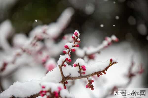 抗“阳”周记（散文）