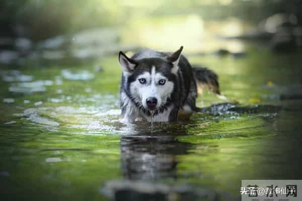 河边的秘密：一只小羊和狼的意外友谊