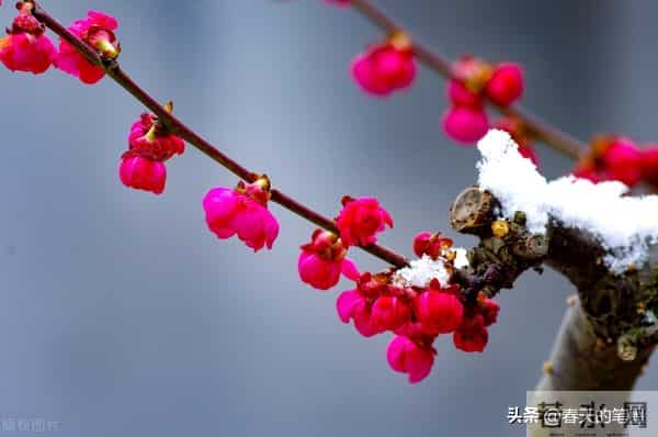 抗“阳”周记（散文）