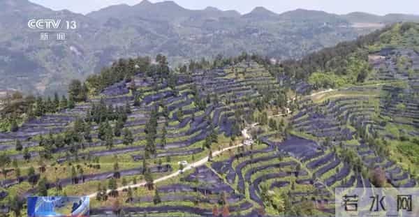 从一片树叶、一杯咖啡到美妆小瓶罐 看小产品如何撬动大市场