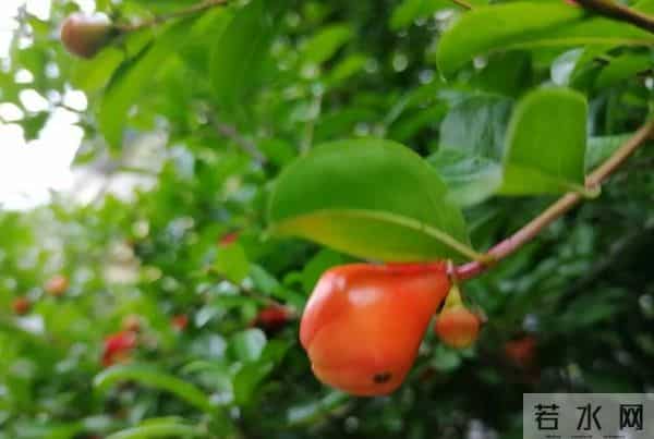 我的退休生活：今天收到女儿买的母亲节礼物，老母亲心里美滋滋的