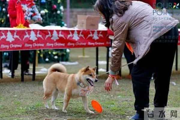 “爪爪心愿 暖冬童话夜” 蒲江福朋喜来登度假酒店圣诞亮灯温情启幕