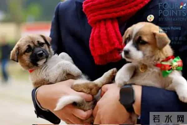 “爪爪心愿 暖冬童话夜” 蒲江福朋喜来登度假酒店圣诞亮灯温情启幕