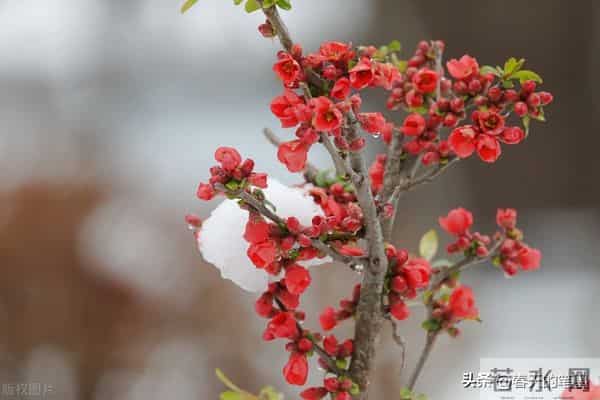 抗“阳”周记（散文）