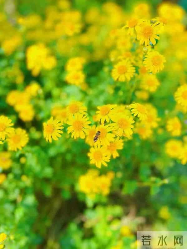 叙述的种类和写作手法