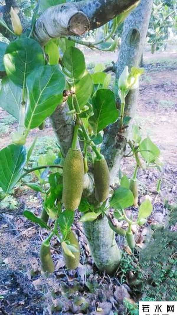 菠萝志,波罗蜜是一种什么样的果树？