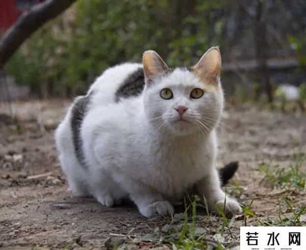 喵友,猫事 - 藕花深处未逢君