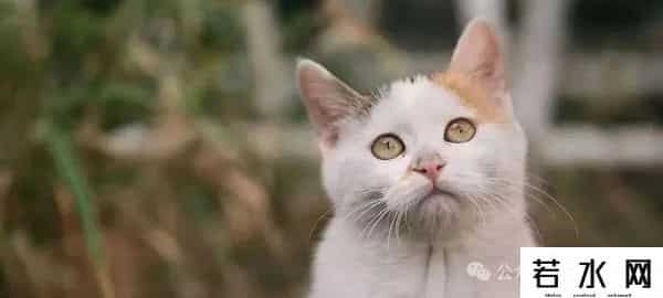 喵友,猫事 - 藕花深处未逢君