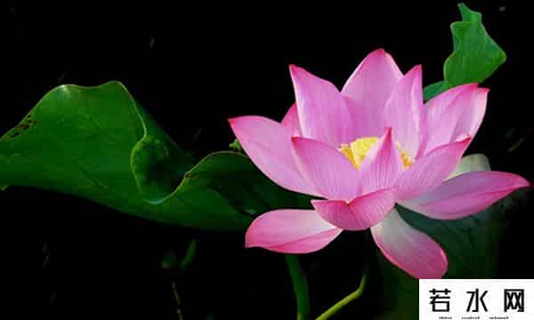 炫历中国,铁流诗词，五月专辑，谁持妙笔绘初夏，各人添彩意不同