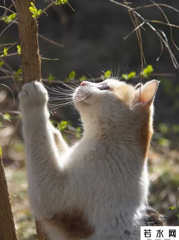 喵友,猫事 - 藕花深处未逢君