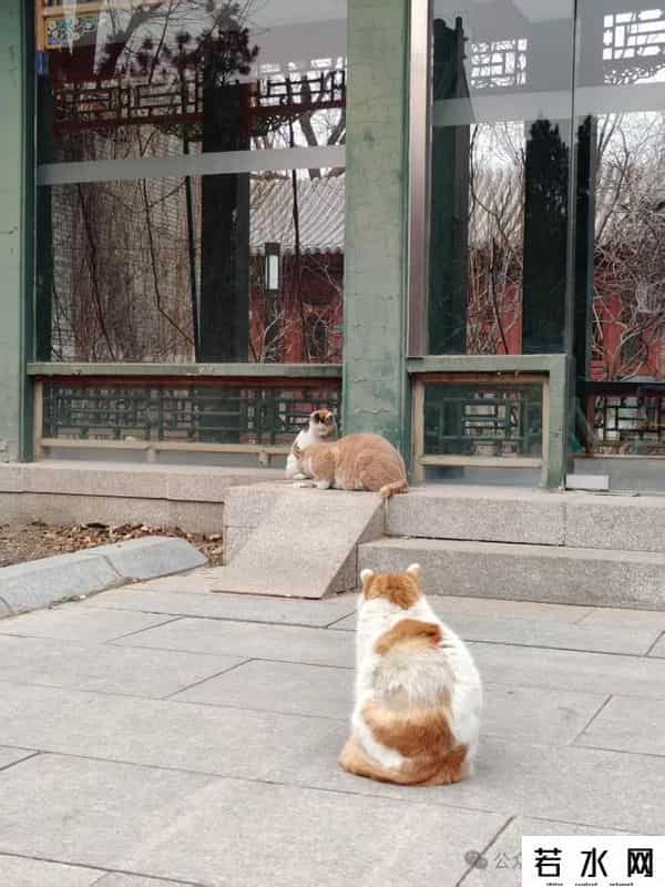 喵友,猫事 - 藕花深处未逢君