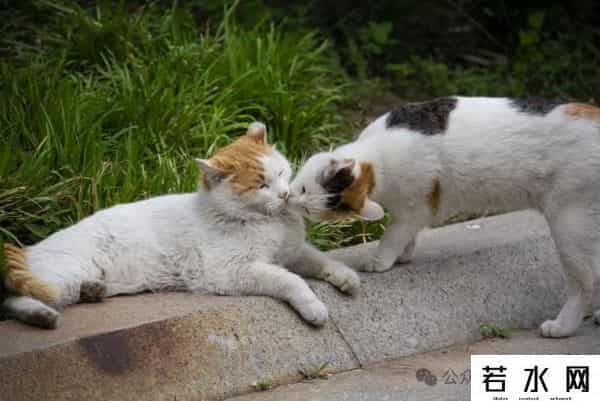 喵友,猫事 - 藕花深处未逢君