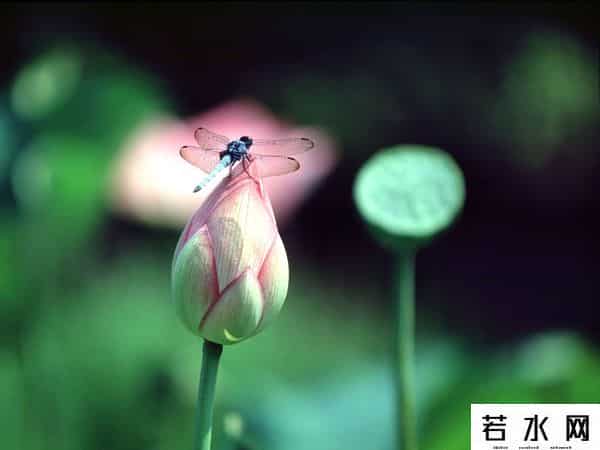 炫历中国,铁流诗词，五月专辑，谁持妙笔绘初夏，各人添彩意不同