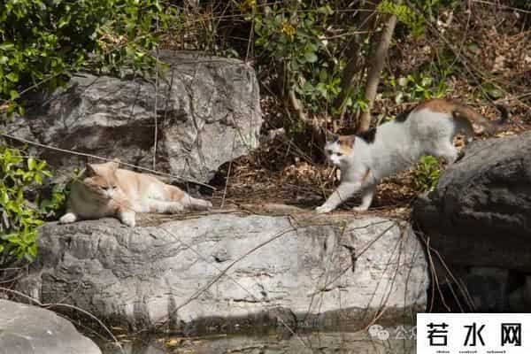 喵友,猫事 - 藕花深处未逢君