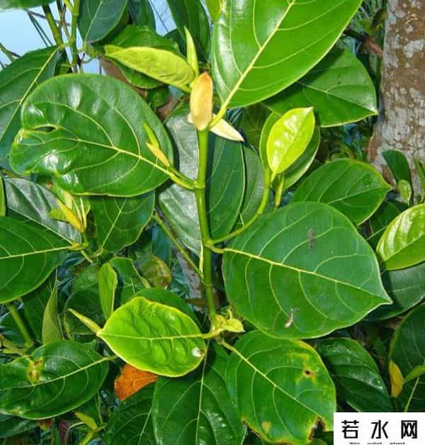 菠萝志,波罗蜜是一种什么样的果树？