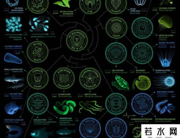 发光树,《阿凡达》里的「生物发光树」成真了!这个小镇的赛博路灯不简单