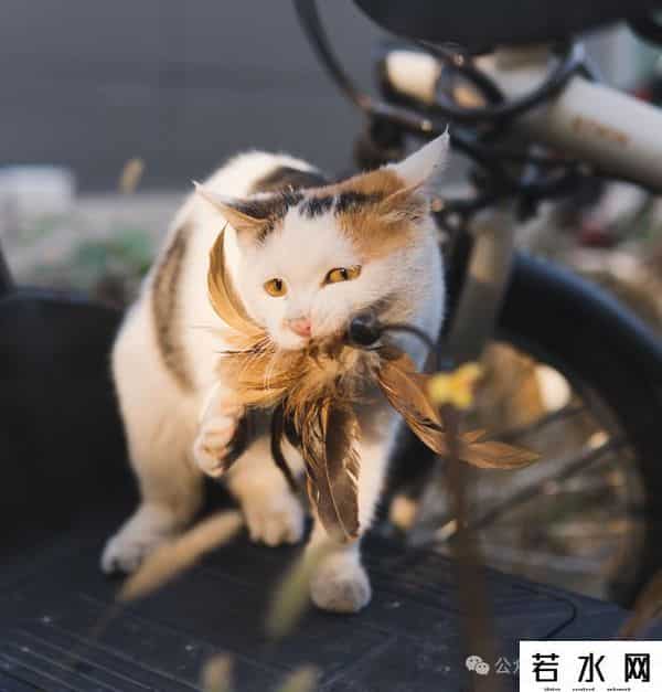 喵友,猫事 - 藕花深处未逢君