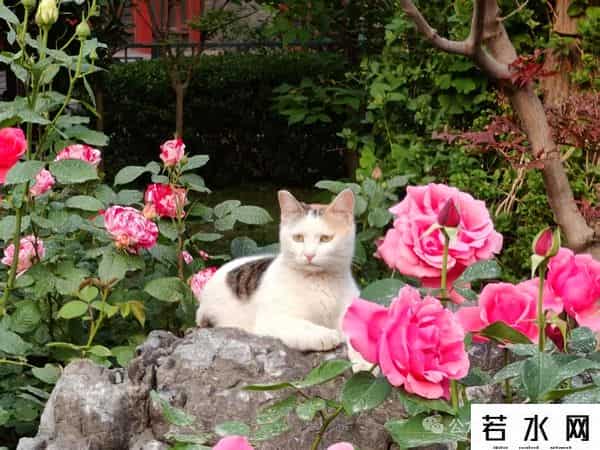 喵友,猫事 - 藕花深处未逢君