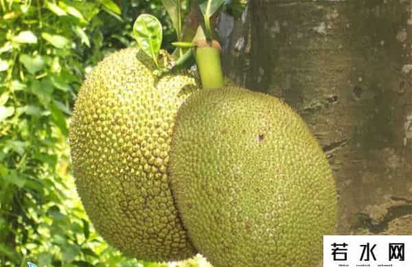 菠萝志,波罗蜜是一种什么样的果树？