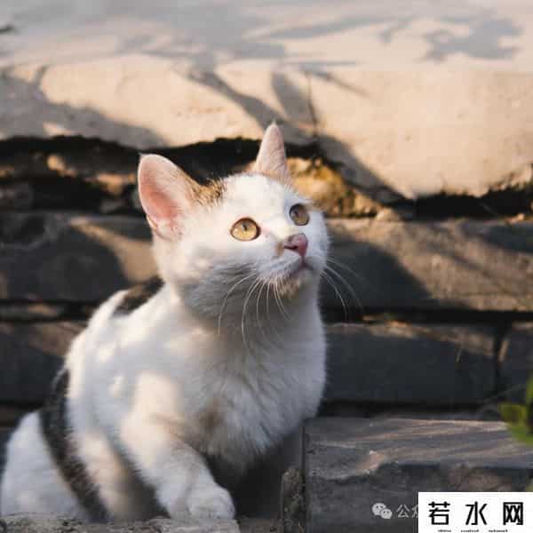 喵友,猫事 - 藕花深处未逢君