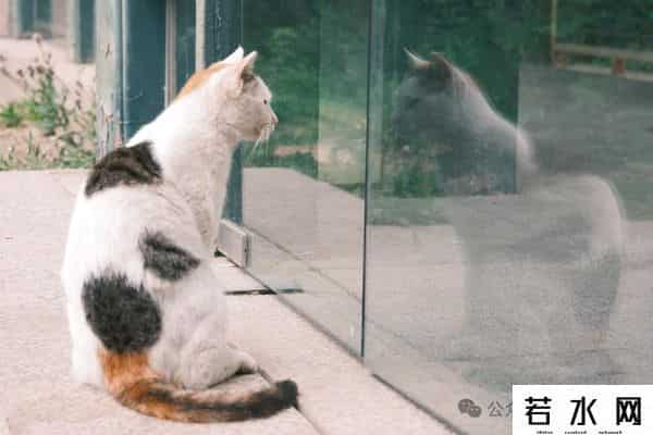 喵友,猫事 - 藕花深处未逢君