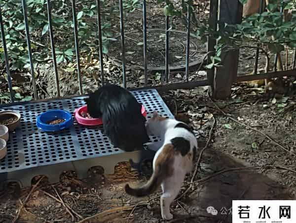 喵友,猫事 - 藕花深处未逢君