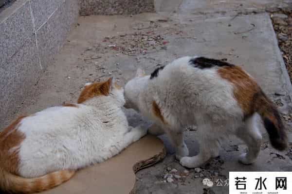 喵友,猫事 - 藕花深处未逢君