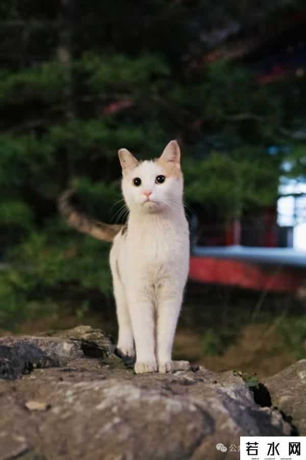 喵友,猫事 - 藕花深处未逢君