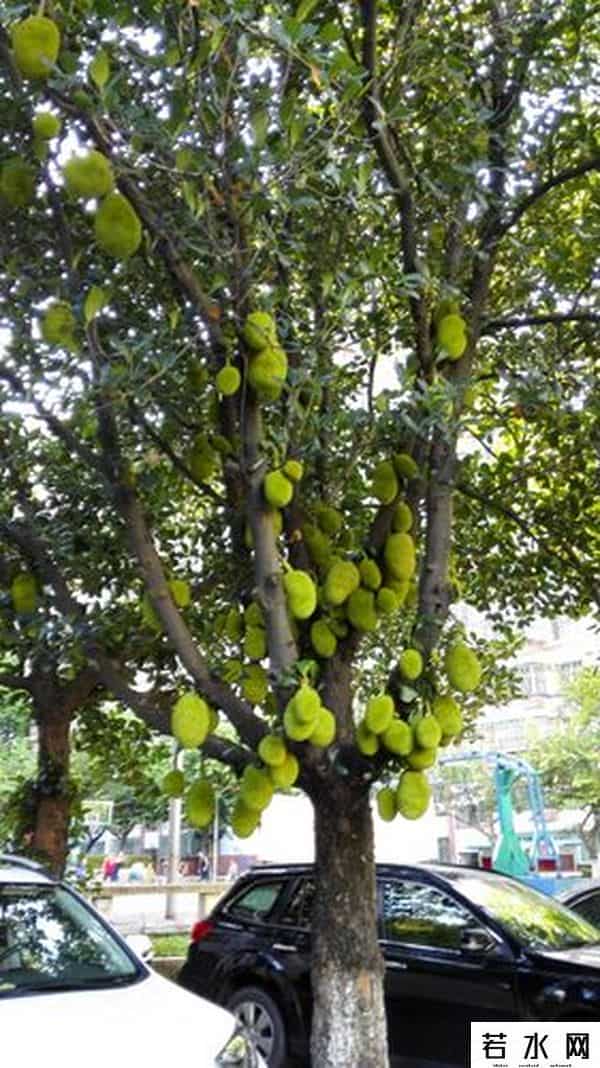 菠萝志,波罗蜜是一种什么样的果树？