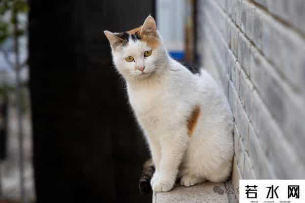 喵友,猫事 - 藕花深处未逢君