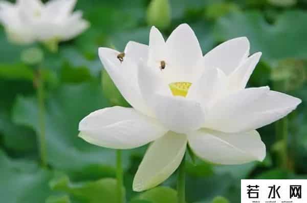 炫历中国,铁流诗词，五月专辑，谁持妙笔绘初夏，各人添彩意不同