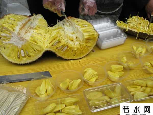 菠萝志,波罗蜜是一种什么样的果树？