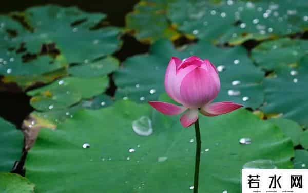 炫历中国,铁流诗词，五月专辑，谁持妙笔绘初夏，各人添彩意不同