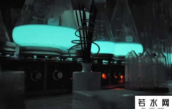 发光树,《阿凡达》里的「生物发光树」成真了!这个小镇的赛博路灯不简单