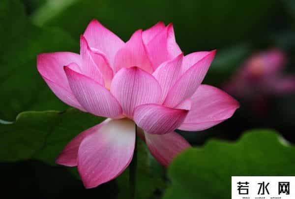 炫历中国,铁流诗词，五月专辑，谁持妙笔绘初夏，各人添彩意不同