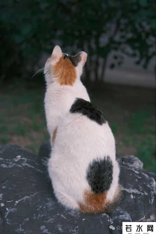 喵友,猫事 - 藕花深处未逢君