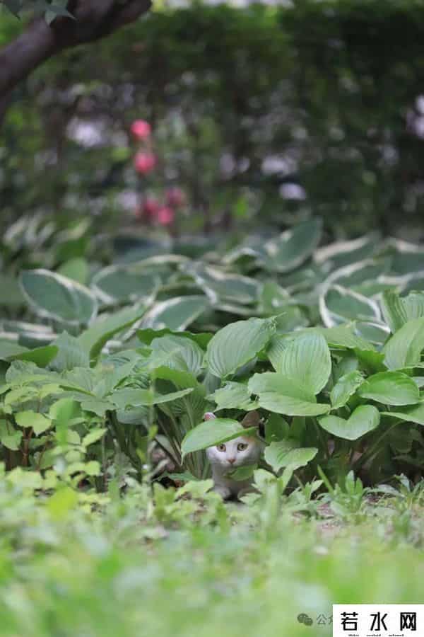 喵友,猫事 - 藕花深处未逢君