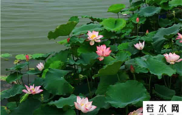 炫历中国,铁流诗词，五月专辑，谁持妙笔绘初夏，各人添彩意不同