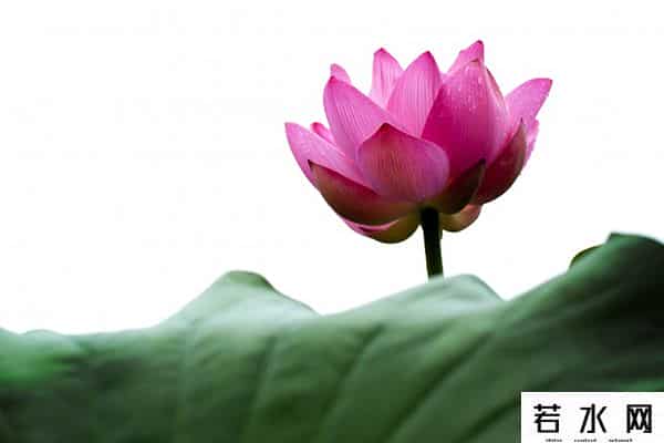 炫历中国,铁流诗词，五月专辑，谁持妙笔绘初夏，各人添彩意不同