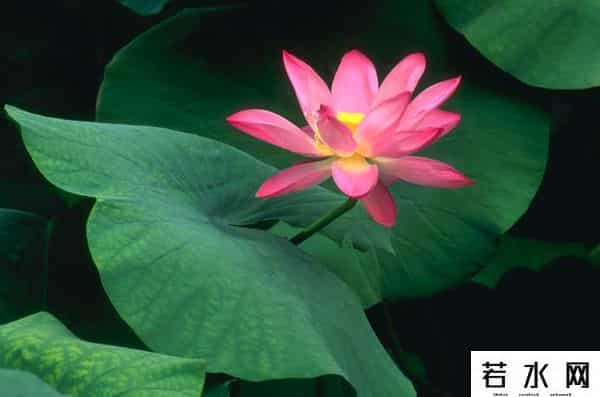 炫历中国,铁流诗词，五月专辑，谁持妙笔绘初夏，各人添彩意不同