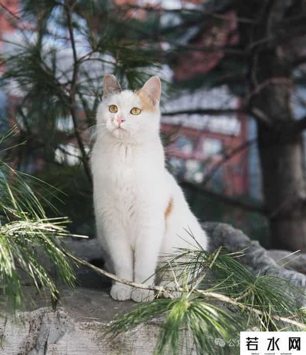 喵友,猫事 - 藕花深处未逢君