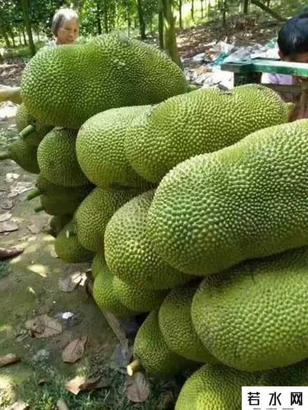 菠萝志,波罗蜜是一种什么样的果树？