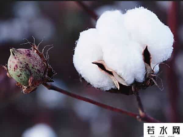 新棉上市 “热出圈”，纺织旺季却 “掉链子”！棉价承压前行引市场焦虑