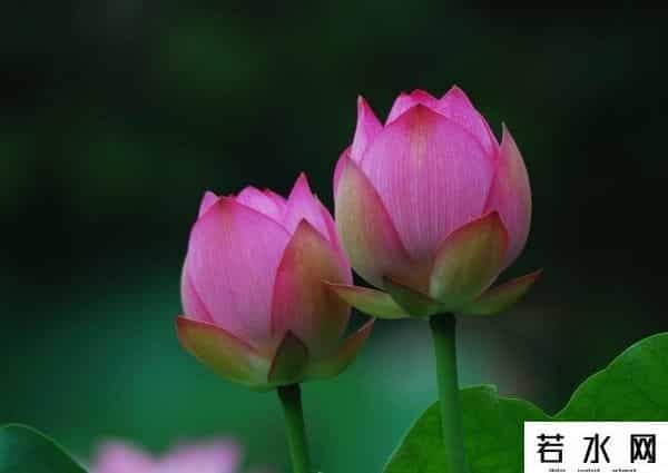 炫历中国,铁流诗词，五月专辑，谁持妙笔绘初夏，各人添彩意不同