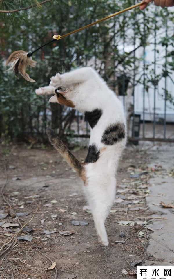 喵友,猫事 - 藕花深处未逢君