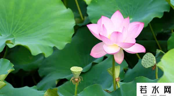 炫历中国,铁流诗词，五月专辑，谁持妙笔绘初夏，各人添彩意不同