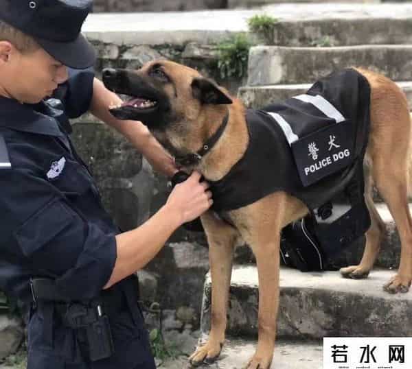 狗子与我抖音6分钟视频