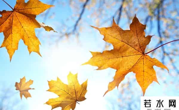 阿狸桃子手机壁纸