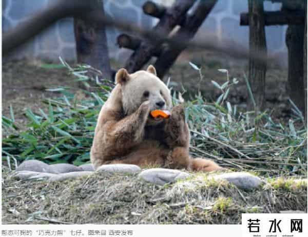 官方辟谣陕西人阻止大熊猫七仔出国